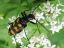 Leptura_quadrifasciata_nelivyojaara_IMG_3533.jpg