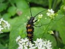 Leptura_quadrifasciata_nelivyojaara_IMG_3539.jpg