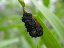 Lilioceris_lilii_larva_liljakukko_toukka_IMG_1919.jpg