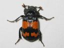 Nicrophorus_investigator_tutkijaturkkilo_IMG_0085.jpg