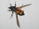 Nicrophorus_investigator_tutkijaturkkilo_IMG_0240.jpg