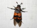 Nicrophorus_investigator_tutkijaturkkilo_IMG_0299.jpg