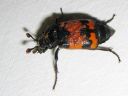 Nicrophorus_investigator_tutkijaturkkilo_IMG_0504.jpg