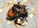 Nicrophorus_investigator_tutkijaturkkilo_IMG_1645.jpg