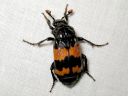 Nicrophorus_investigator_tutkijaturkkilo_IMG_2276.jpg