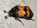 Nicrophorus_investigator_tutkijaturkkilo_IMG_2795.jpg