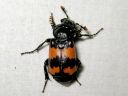 Nicrophorus_investigator_tutkijaturkkilo_IMG_3888.jpg