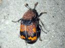 Nicrophorus_investigator_tutkijaturkkilo_IMG_6937.jpg