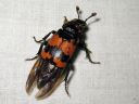 Nicrophorus_investigator_tutkijaturkkilo_IMG_8352.jpg