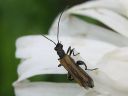 Oedemera_femorata_ruskopaksureisi_IMG_2463.jpg