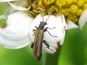 Oedemera_femorata_ruskopaksureisi_IMG_2464.jpg