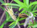 Oedemera_femorata_ruskopaksureisi_IMG_4652.jpg