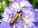 Oedemera_femorata_ruskopaksureisi_IMG_6897.jpg