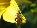 Oedemera_femorata_ruskopaksureisi_IMG_7645.jpg