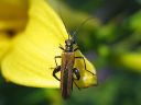 Oedemera_femorata_ruskopaksureisi_IMG_7648.jpg