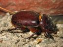 Oryctes_nasicornis_female_sarvikuonokas_naaras_IMG_4588.jpg