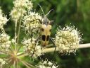 Pachyta_quadrimaculata_neltaplajaara_IMG_0088.jpg