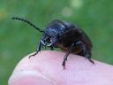 Platycerus_caraboides_pikkukantoharka_IMG_9355.jpg