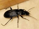 Pterostichus_niger_isosysikiitajainen_IMG_0698.jpg