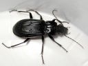 Pterostichus_niger_isosysikiitajainen_IMG_0701.jpg