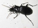 Pterostichus_niger_isosysikiitajainen_IMG_1602.jpg