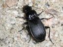 Pterostichus_niger_isosysikiitajainen_IMG_2158.jpg