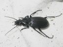 Pterostichus_niger_isosysikiitajainen_IMG_2257.jpg