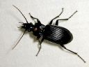 Pterostichus_niger_isosysikiitajainen_IMG_2942_1.jpg