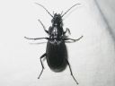 Pterostichus_niger_isosysikiitajainen_IMG_3140.jpg