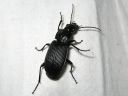 Pterostichus_niger_isosysikiitajainen_IMG_3147.jpg