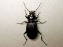 Pterostichus_niger_isosysikiitajainen_IMG_3871.jpg