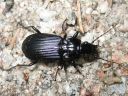 Pterostichus_niger_isosysikiitajainen_IMG_4241.jpg