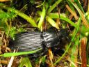 Pterostichus_niger_isosysikiitajainen_IMG_5908.jpg