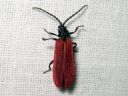 Pyropterus_nigroruber_havupunakuoriainen_IMG_6948.jpg