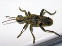 Rhagium_mordax_lehtikantojaara_IMG_0252.jpg