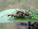 Rhagium_mordax_lehtikantojaara_IMG_1451.jpg