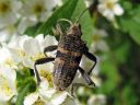 Rhagium_mordax_lehtikantojaara_IMG_3257.jpg