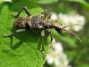 Rhagium_mordax_lehtikantojaara_IMG_3270.jpg