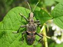 Rhagium_mordax_lehtikantojaara_IMG_3274.jpg