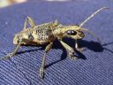 Rhagium_mordax_lehtikantojaara_IMG_4237.jpg