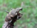 Rhagium_mordax_lehtikantojaara_IMG_4368.jpg