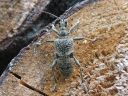 Rhagium_mordax_lehtikantojaara_IMG_4373.jpg