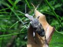 Rhagium_mordax_lehtikantojaara_IMG_9367.jpg