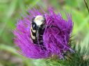 Trichius_fasciatus_kimalaiskuoriainen_IMG_0435.jpg