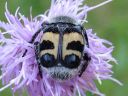 Trichius_fasciatus_kimalaiskuoriainen_IMG_0475.jpg