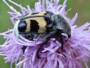 Trichius_fasciatus_kimalaiskuoriainen_IMG_0477.jpg