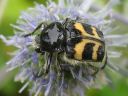 Trichius_fasciatus_kimalaiskuoriainen_IMG_9492.jpg