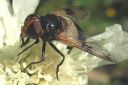 Volucella_pellucens_ampiaisvieras_IMG_0542.jpg