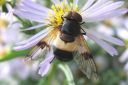 Volucella_pellucens_ampiaisvieras_IMG_1641.jpg