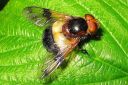 Volucella_pellucens_ampiaisvieras_IMG_4759.jpg